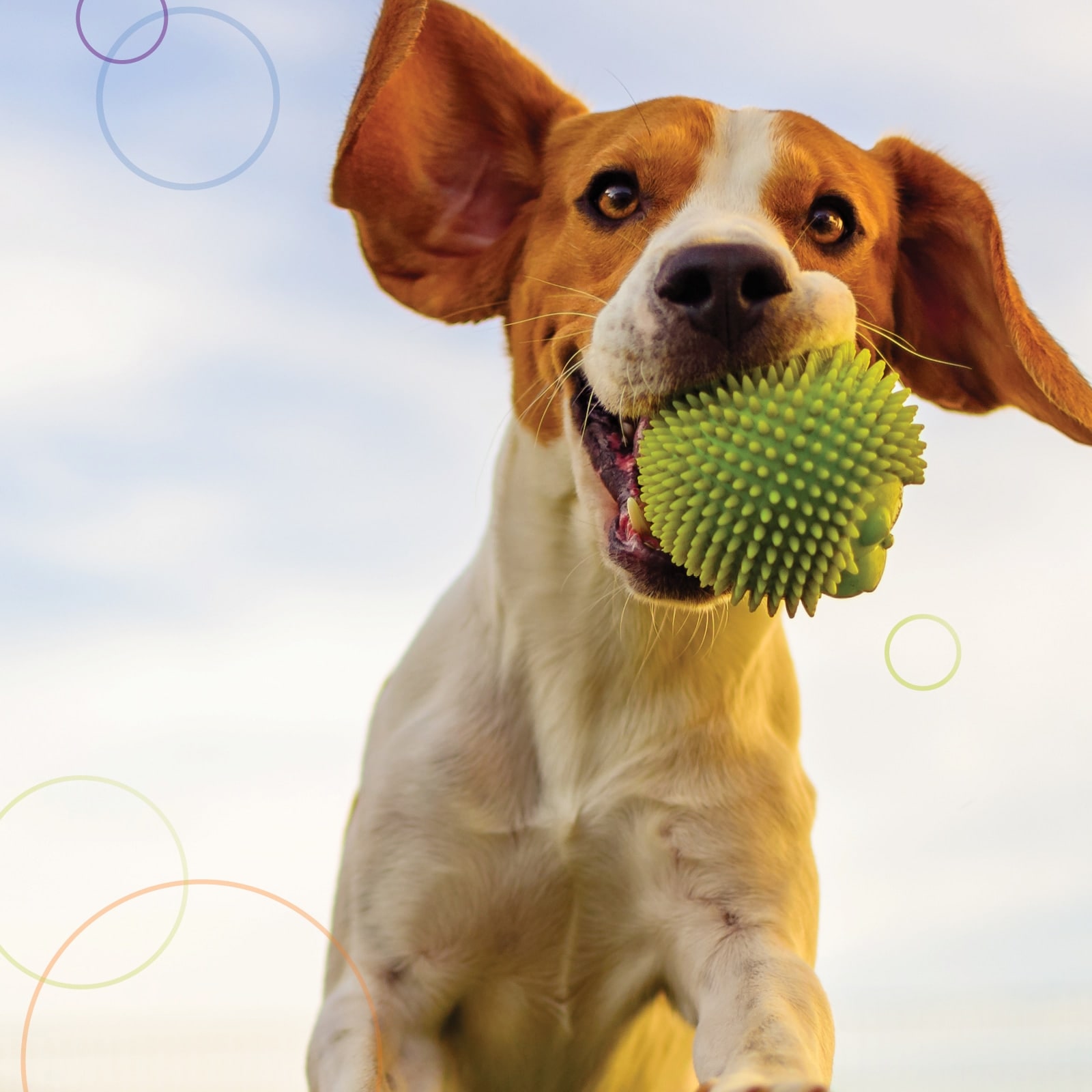 EPIQ Veterinary Instrumentation Campaign Origo Branding Company